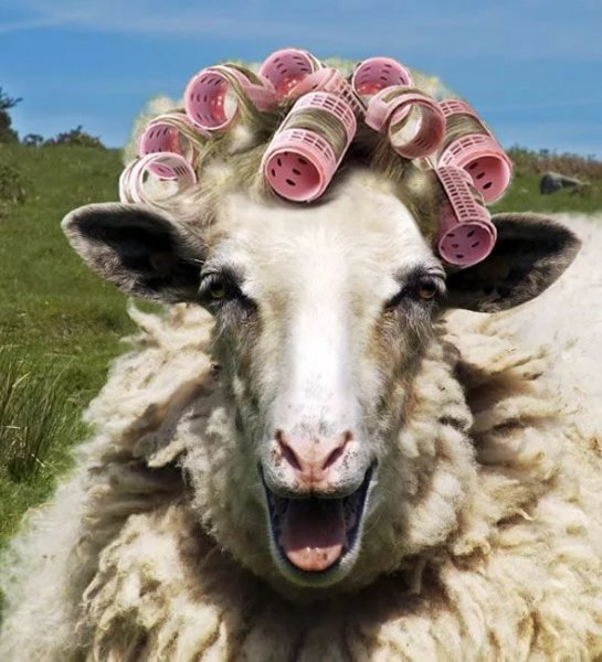 Смешные овечки