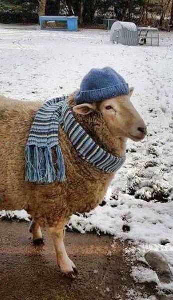 Овца смешная