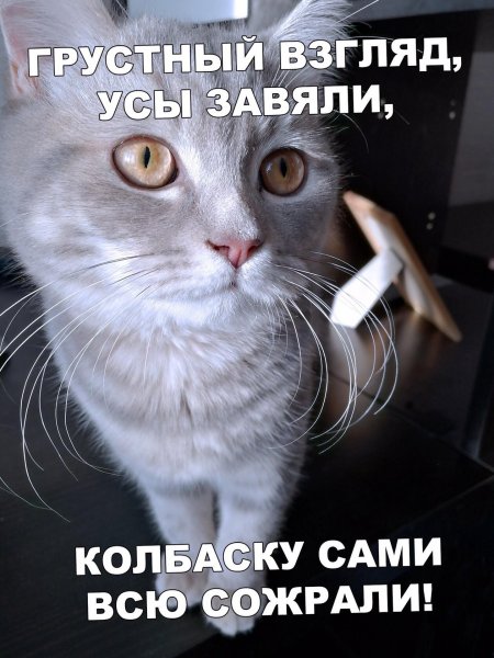 Грустные коты с надписями