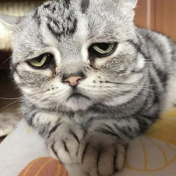 Самая грустная кошка Луху