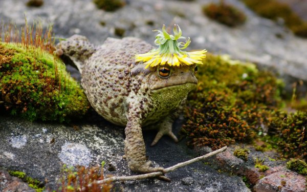 Королевская жаба