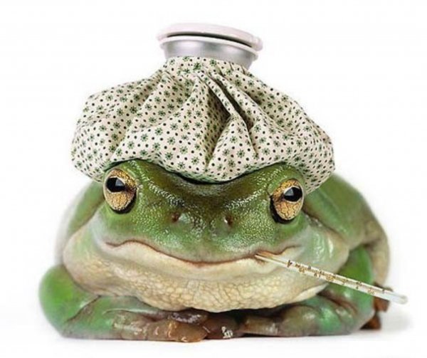 Смешные лягушки