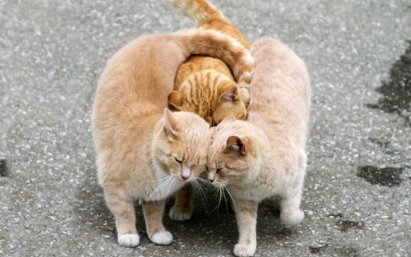 Дружба котов