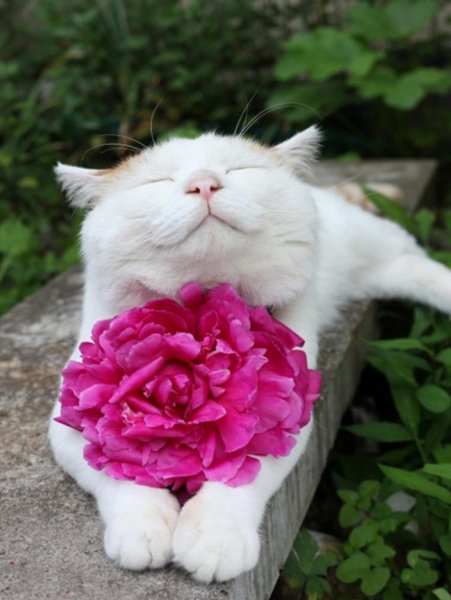 Японский кот Широнеко