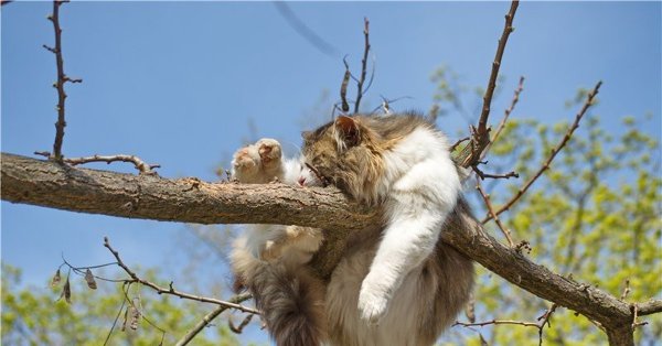 Кот на дереве смешной