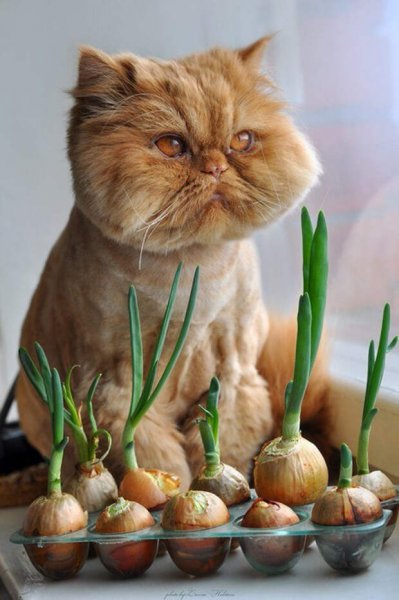 Кот с луком