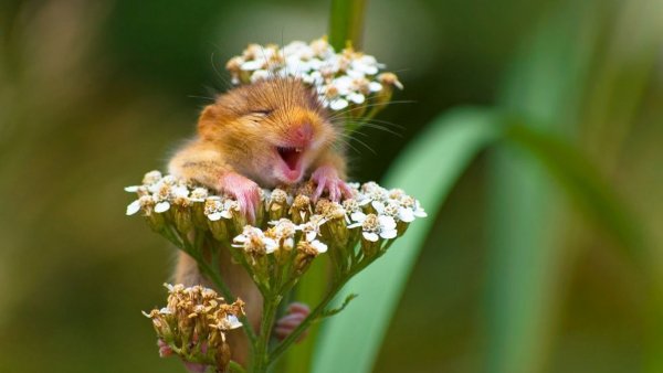 Забавные животные