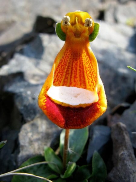 Кальцеолярия uniflora