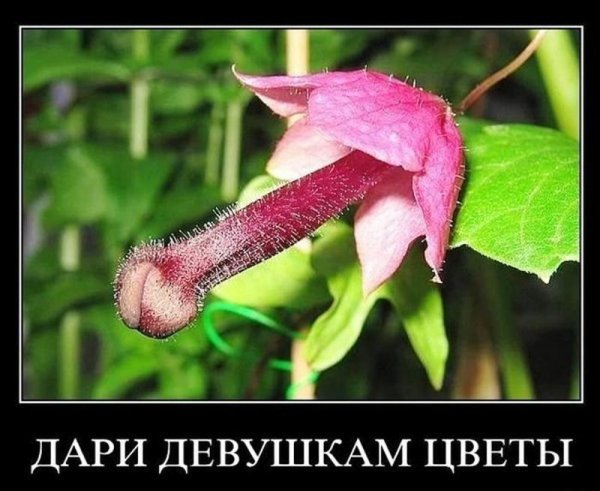 Приколы про цветы