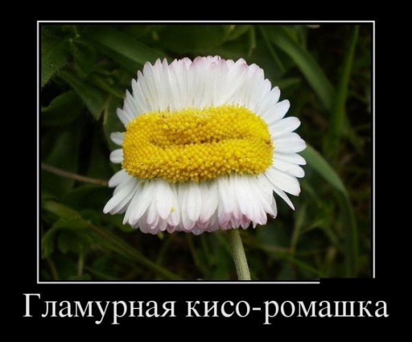Приколы о цветах