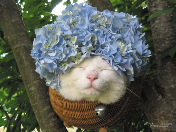 Прикольный кот с цветами
