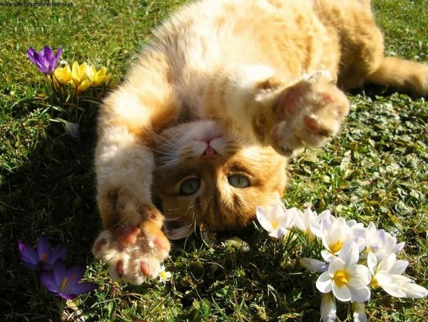 Весна солнце цветы коты
