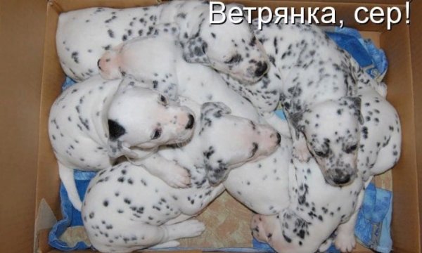 Карантин по ветряной оспе