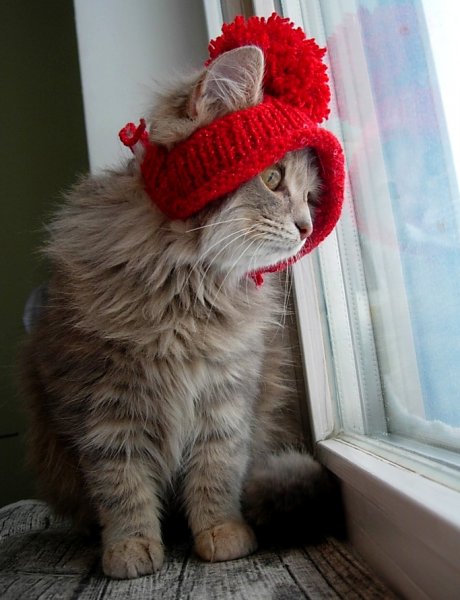Котик мерзнет