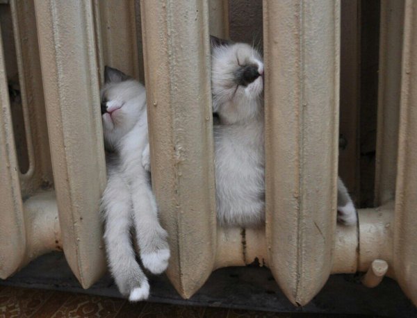 Кот похолодало