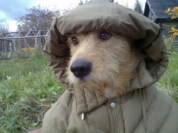Собака в куртке