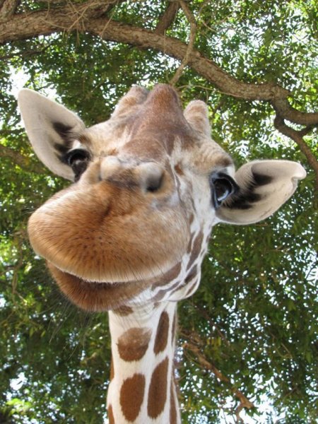 Смешные картинки жирафа (50 фото)