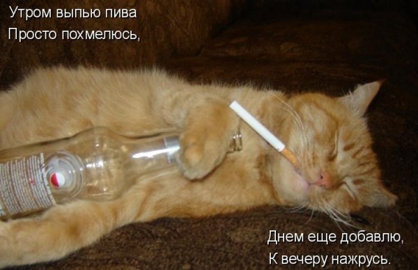 Похмелье приколы