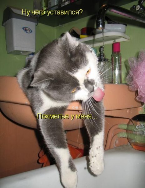 Похмелье демотиваторы