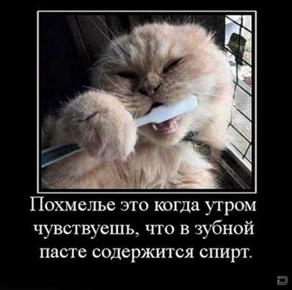 Кот после пьянки