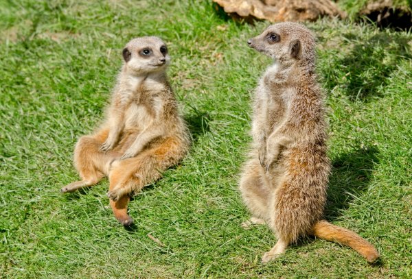 Meerkat сурикат