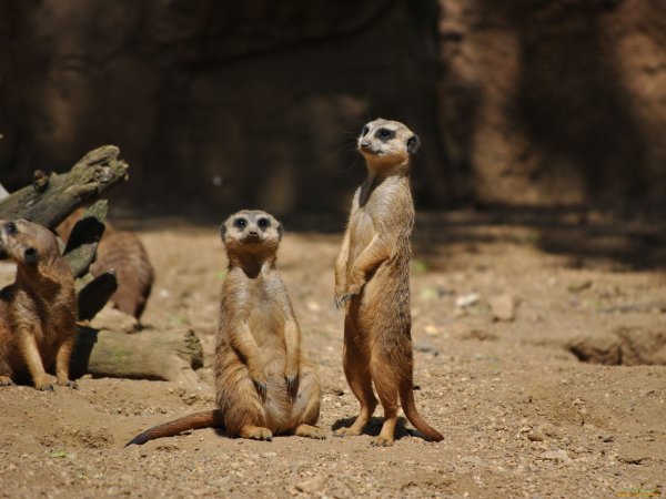 Сурикаты National Geographic