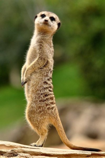 Suricata suricatta