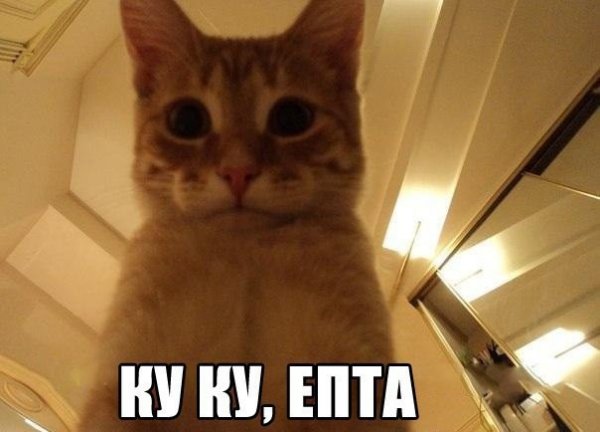 Ку ку епта кот