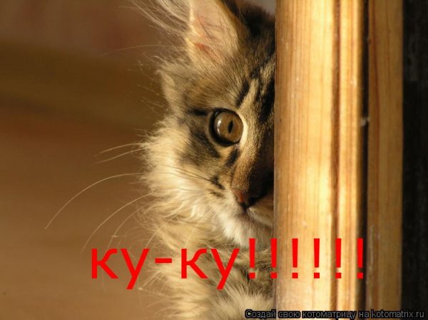 Кот ку ку