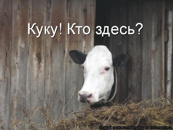 Куку прикол