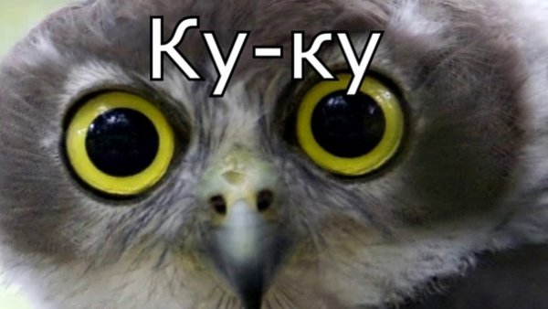 Куку прикол