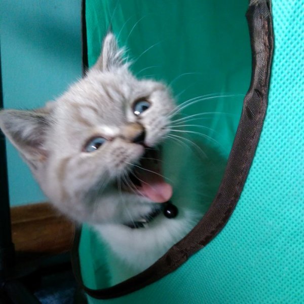 Кошка ку ку