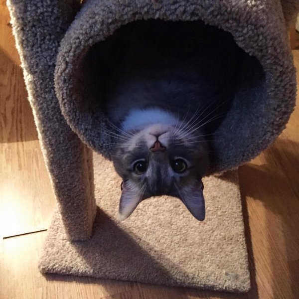 Кукусики Мем с котом