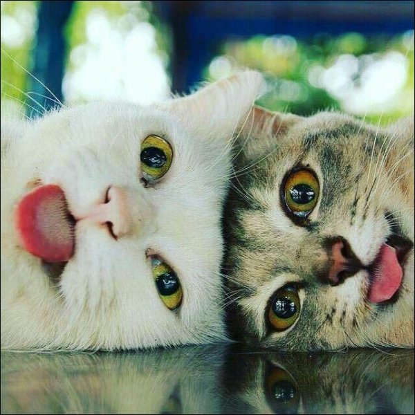 Два смешных кота