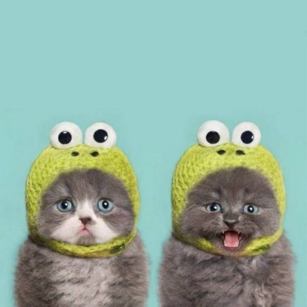 Шапочка котика