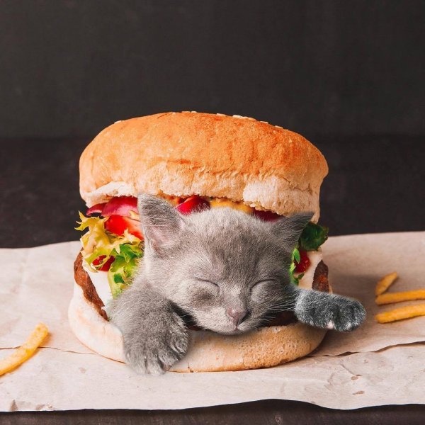 Котейка с едой