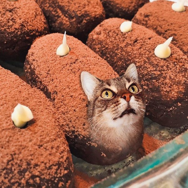 Кот и вкусняшка