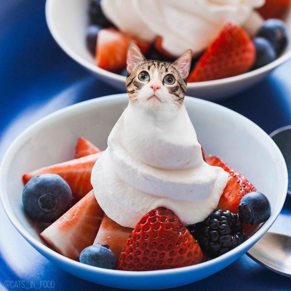 Коты и еда
