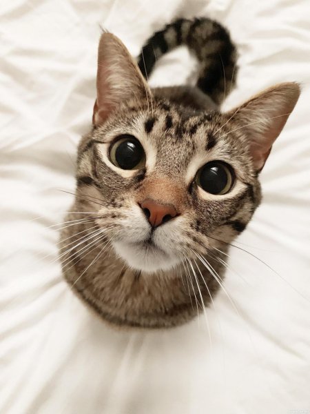 Крутые котята