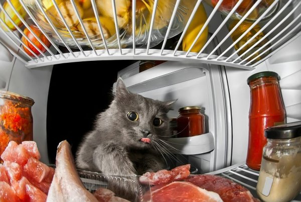 Кот ворует