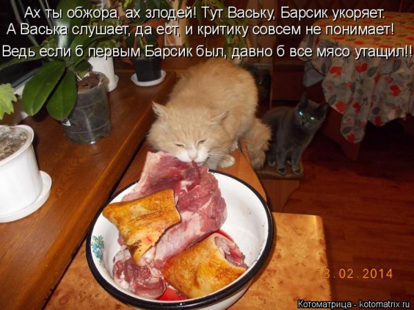 Животные обжоры