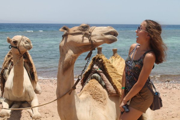 Шарм Эль Шейх верблюд