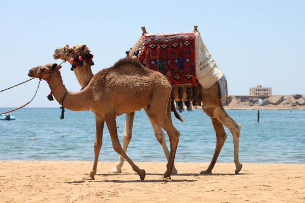 Шарм Эль Шейх верблюд