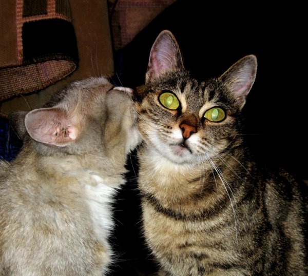 Кошачья любовь с надписями