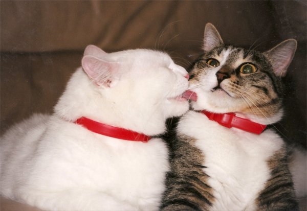 Поцелуй кота