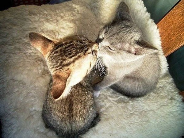 Люблю кота
