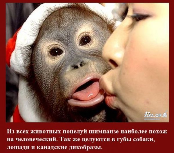 Поцелуй прикол