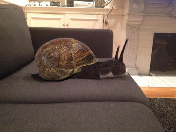 Котик и улитка