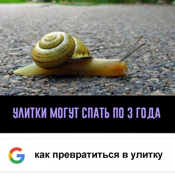 Улитка прикол
