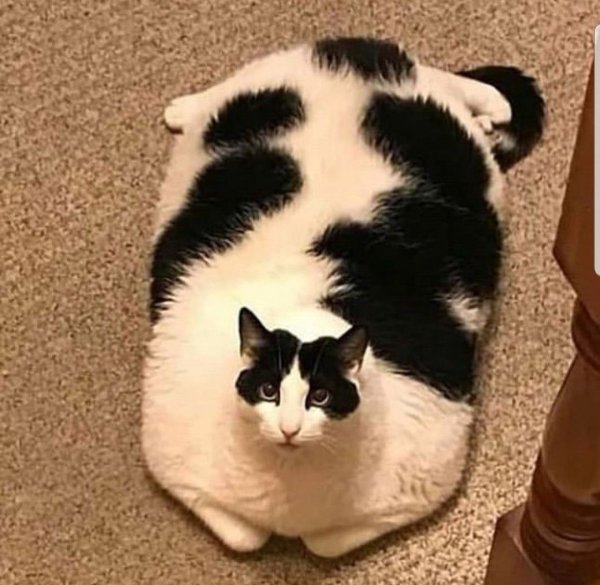 Смешные коты Шлепа